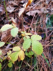 Agrimonia microcarpa