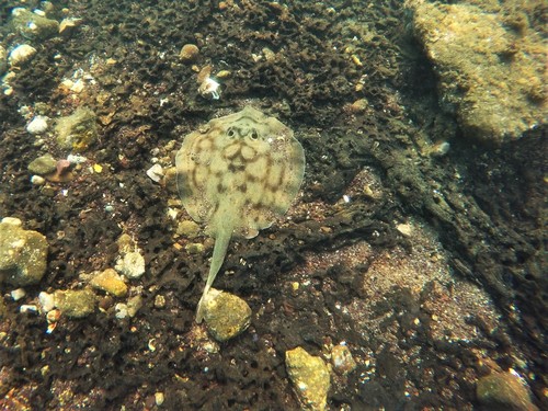 Roosdoornrog (Urobatis concentricus) — Urotrygonidae — 4