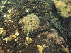 Urobatis concentricus