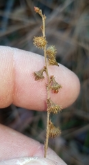 Agrimonia microcarpa