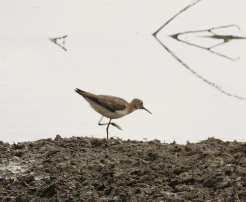 Solitary Sandpiper