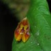Lepanthes furcata - Photo (c) NattyOne, some rights reserved (CC BY-NC), uploaded by NattyOne