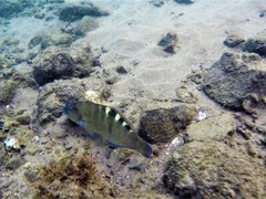 Halichoeres notospilus