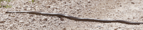 Eastern Brown Snake sighting