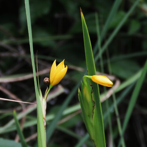 Sisyrinchium palmifolium, photograph 6