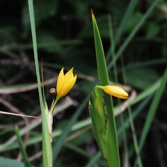 Sisyrinchium palmifolium, photograph author not stated, no rights reserved