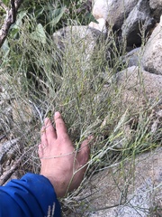 Stillingia linearifolia