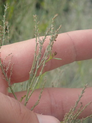 Stillingia linearifolia