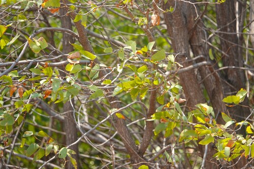 Mopane