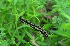 Theretra oldenlandiae