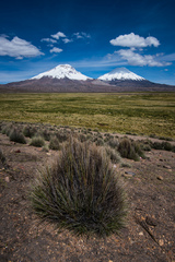 Festuca chrysophylla
