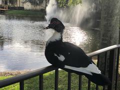 Cairina moschata domestica
