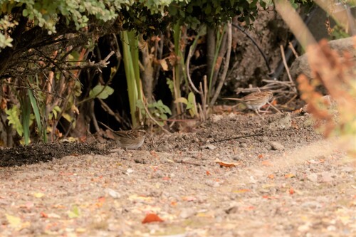 White-throated Sparrow photographed in Oregon
