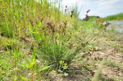 Juncus compressus