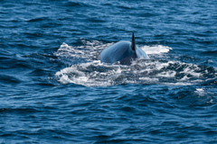 Balaenoptera physalus