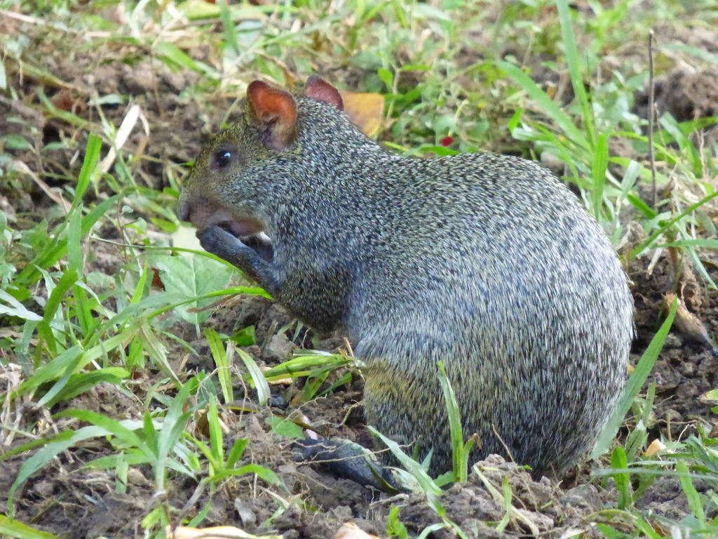 Azara's Agouti