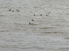 Branta bernicla