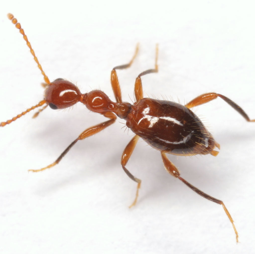 Acanthinus argentinus
