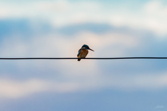 Alcedo atthis