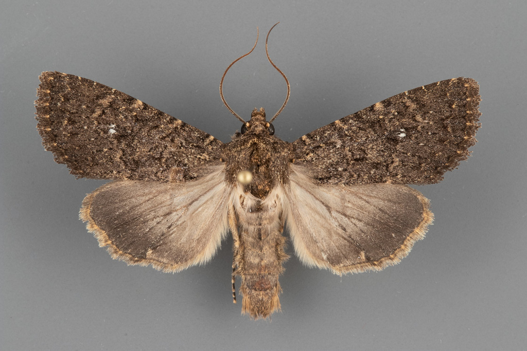 Apamea geminimacula