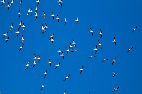 American White Pelican photographed in Arkansas