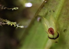 Lepanthes janitor