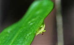 Lepanthes janitor