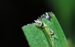 Lepanthes janitor