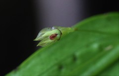 Lepanthes janitor