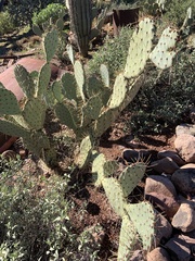 Opuntia engelmannii flavispina
