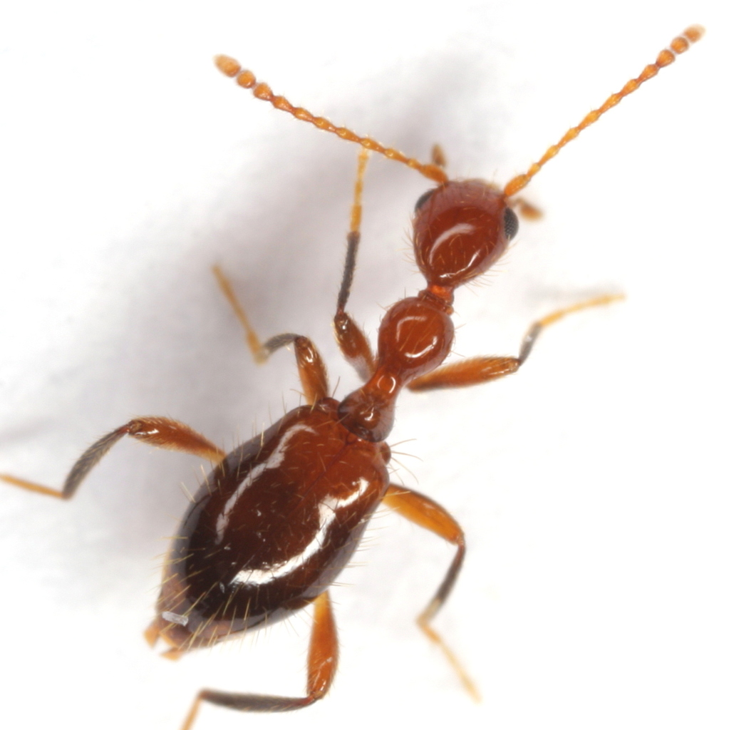 Acanthinus