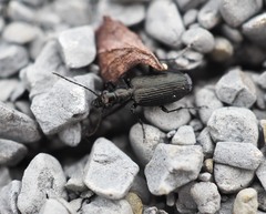 Actenonyx bembidioides