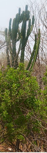 Common Tree Euphorbia