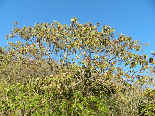 Terminalia macrostachya (Terminalia macrostachya)