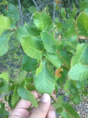 Nothofagus glauca