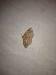 Ormiscodes cinnamomea