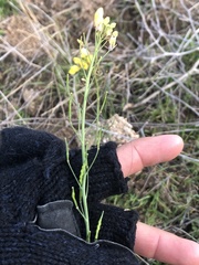Brassica fruticulosa