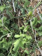 Brassica fruticulosa