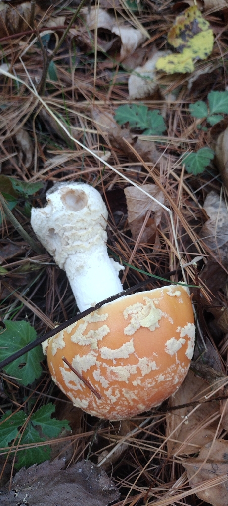 Amanita muscaria guessowii · November 2025 · photo: © swords (iNaturalist, cc0)