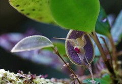 Lepanthes limbata