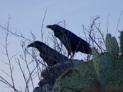 Corvus cryptoleucus