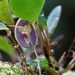 Lepanthes limbata - Photo (c) NattyOne, some rights reserved (CC BY-NC), uploaded by NattyOne