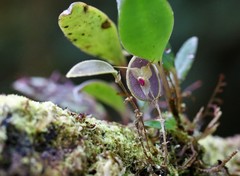 Lepanthes limbata