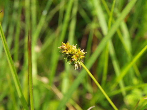 Carex muehlenbergii