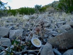 Grusonia