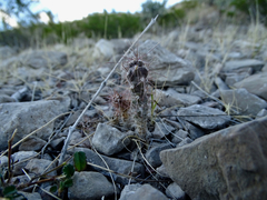 Grusonia