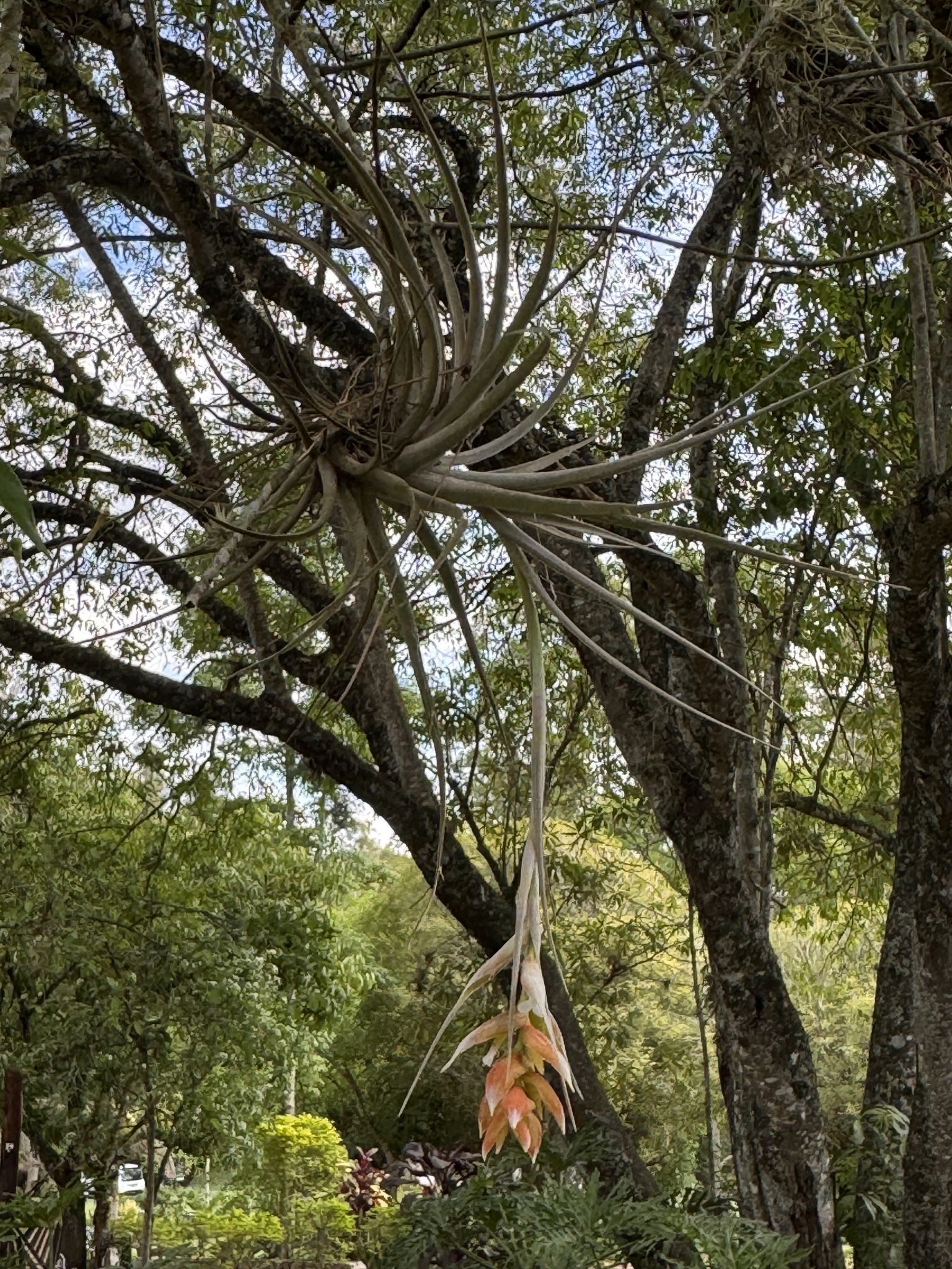 Tillandsia pohliana
