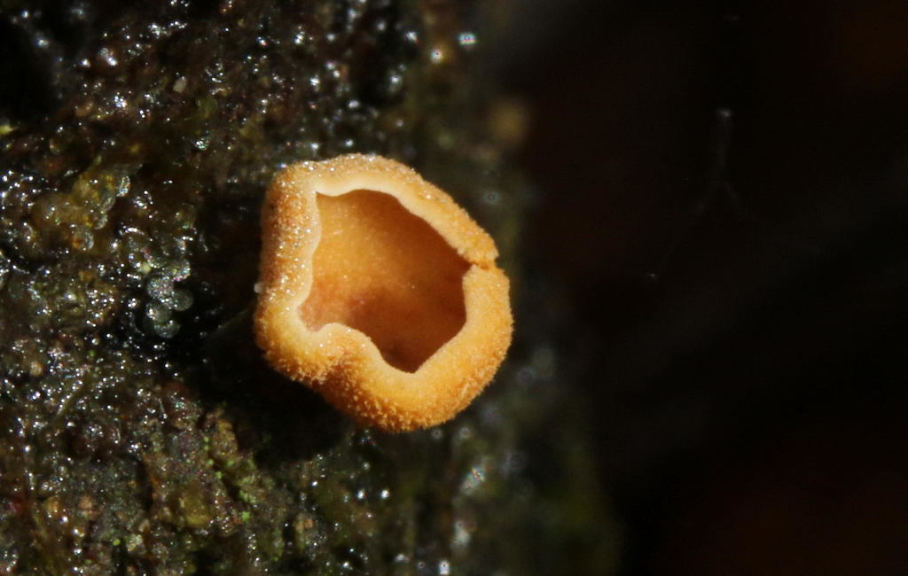 Cyphella