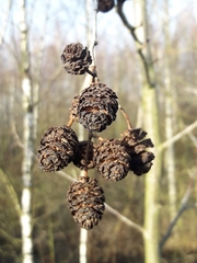 Alnus glutinosa