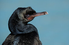 Otago Shag photo 3